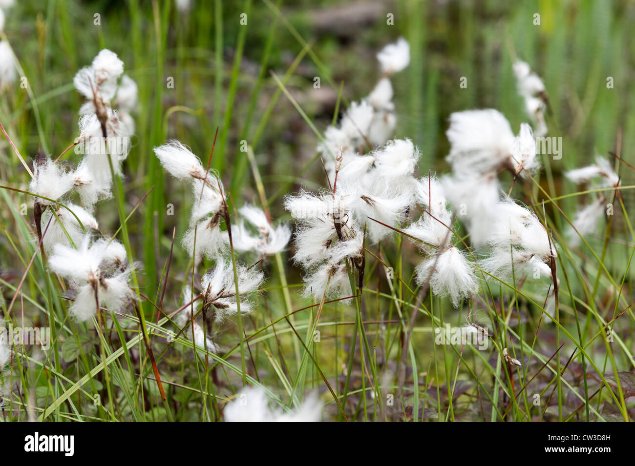 Common Cotton-Grass - Eriophorum angustifolium Stock Photo