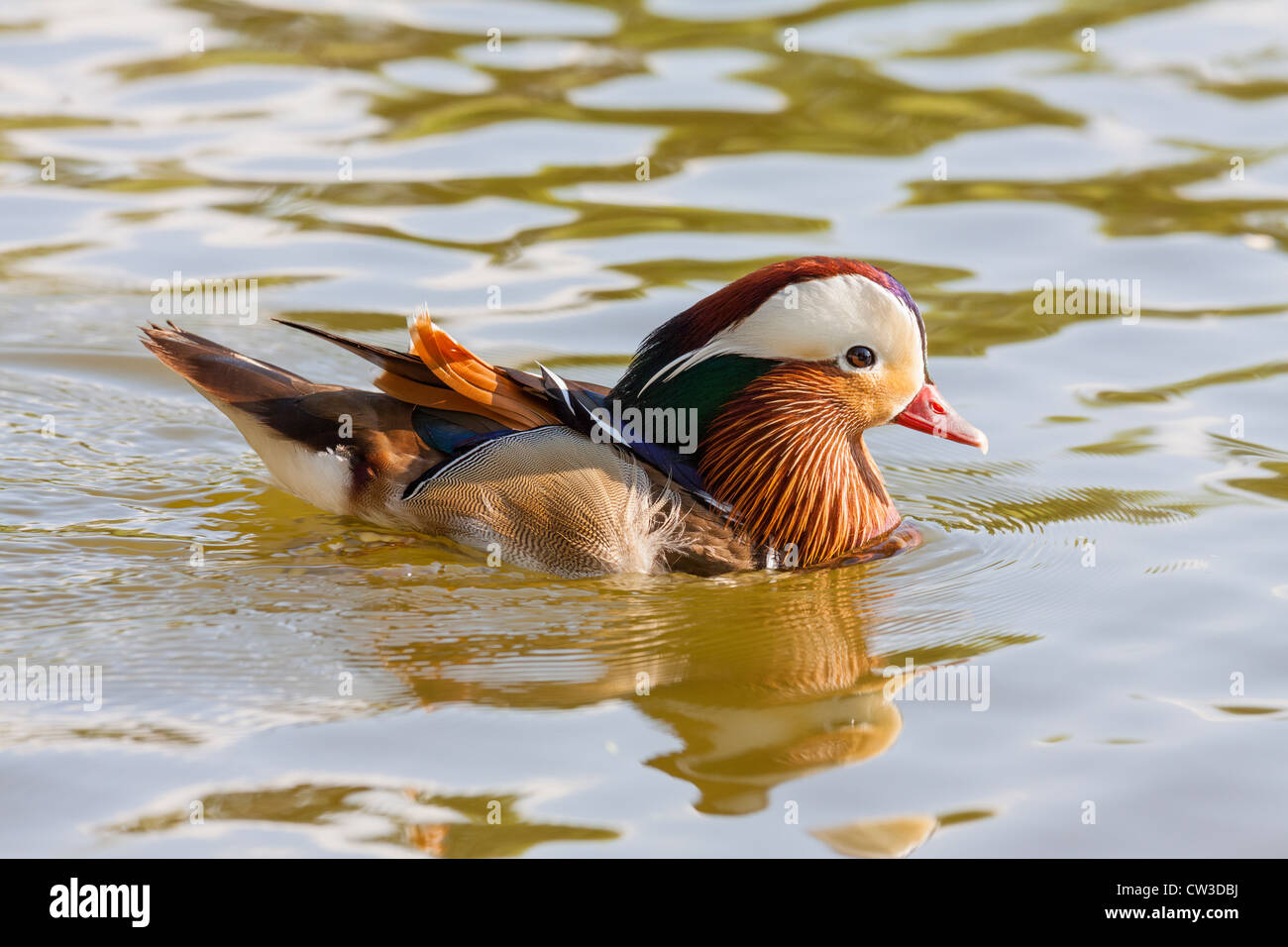 Mandarin duck male (Aix galericulata) in a pond Stock Photo - Alamy