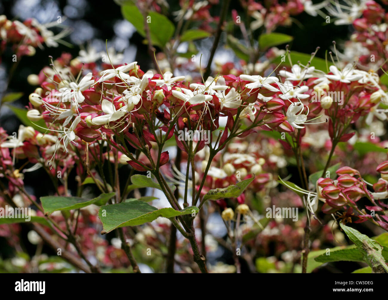 Harlequin Glory Bower, Japanese Clerodendrum, Peanut Butter Shrub, Clerodendrum trichotomum, Lamiaceae. China and Japan. Stock Photo