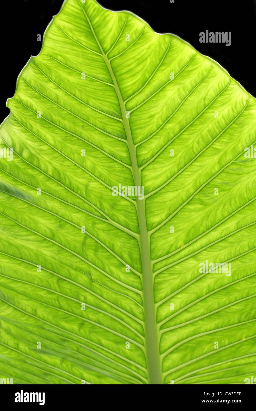 Leaf of an Elephant Ear Plant, Alocasia macrorrhiza, Araceae. Chiapas State, Mexico. Stock Photo