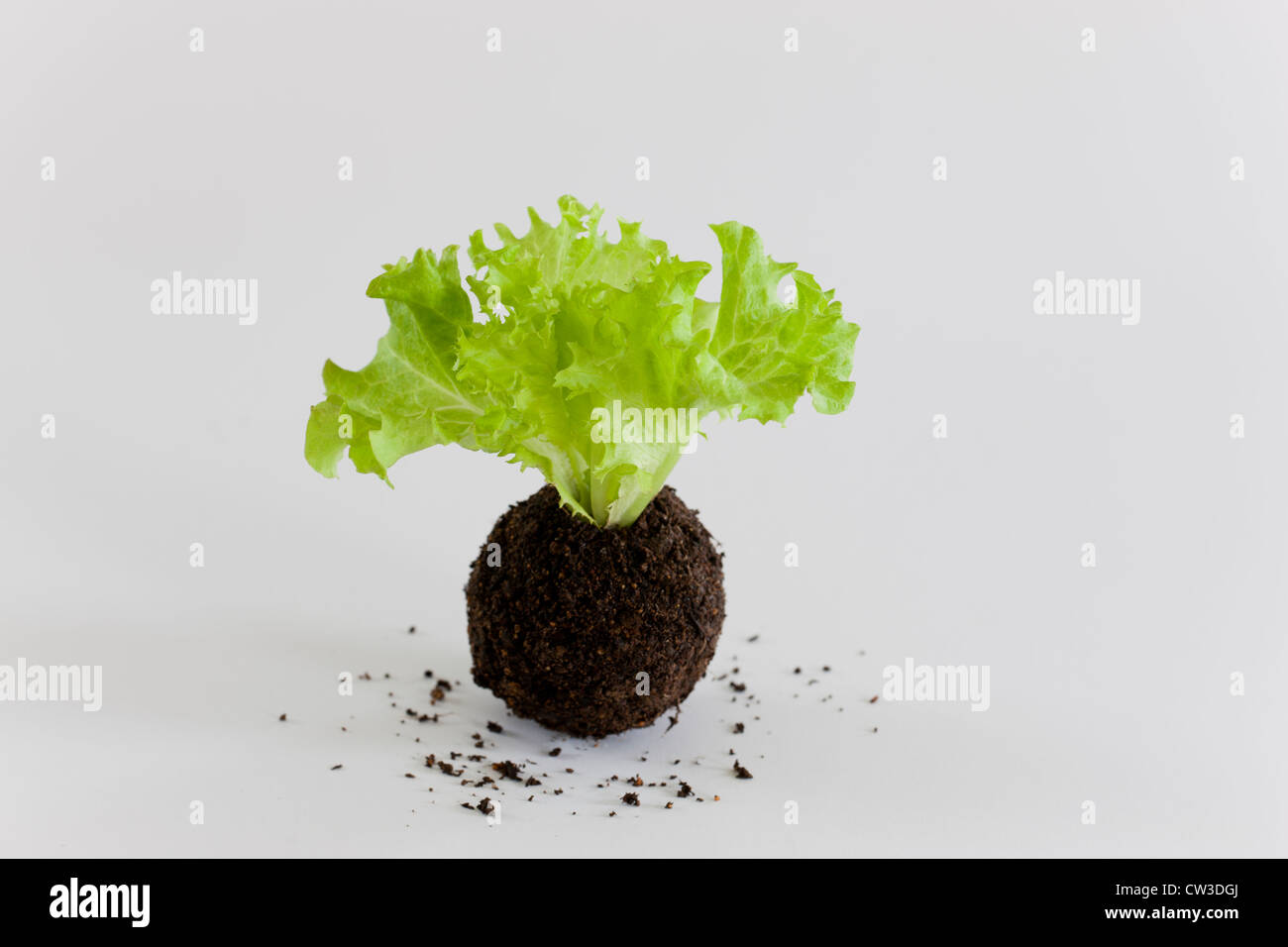 Earth and young vegetable plant Stock Photo