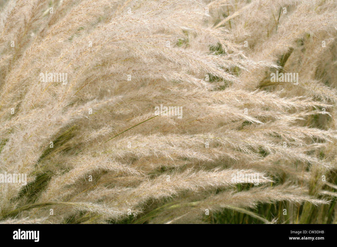 Peruvian Feathergrass, Stipa ichu (Jarava ichu), Poaceae. South and Central Americas, Mexico. Stock Photo