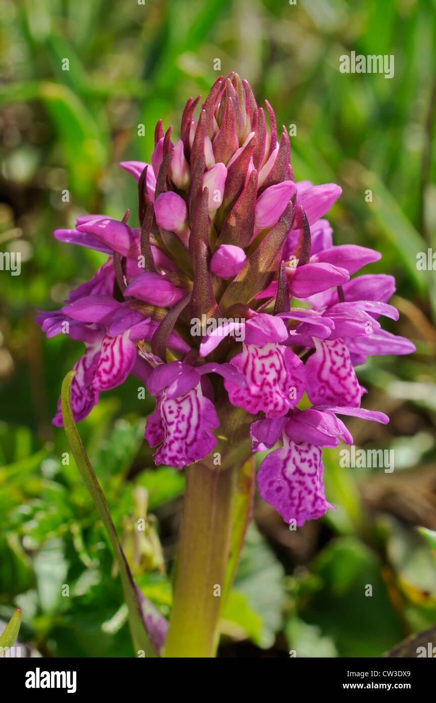 Irish Marsh Orchid - Dactylorhiza occidentalis Closeup of flower head Stock Photo