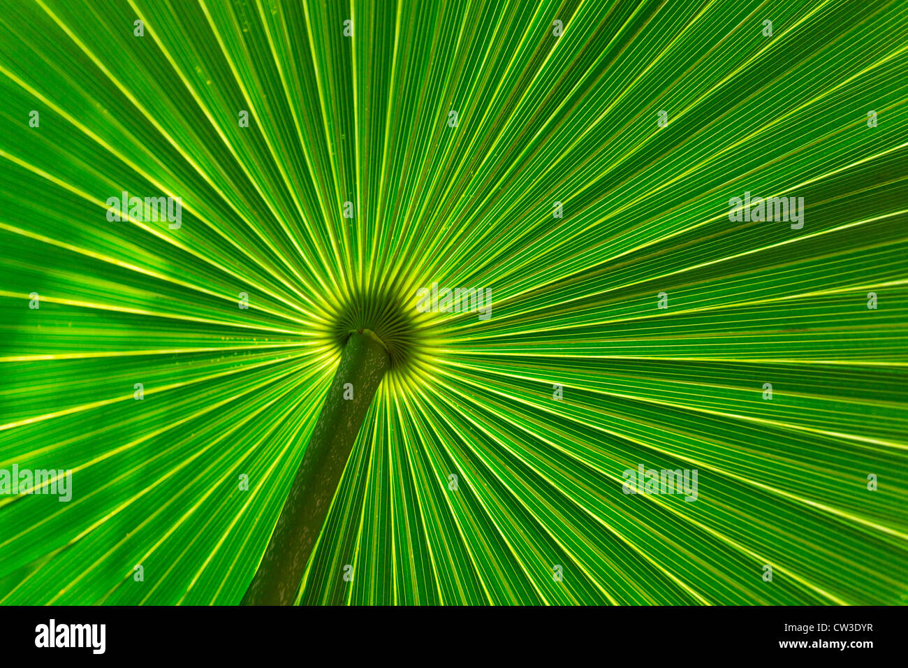 close-up of saw palmetto leaf Stock Photo