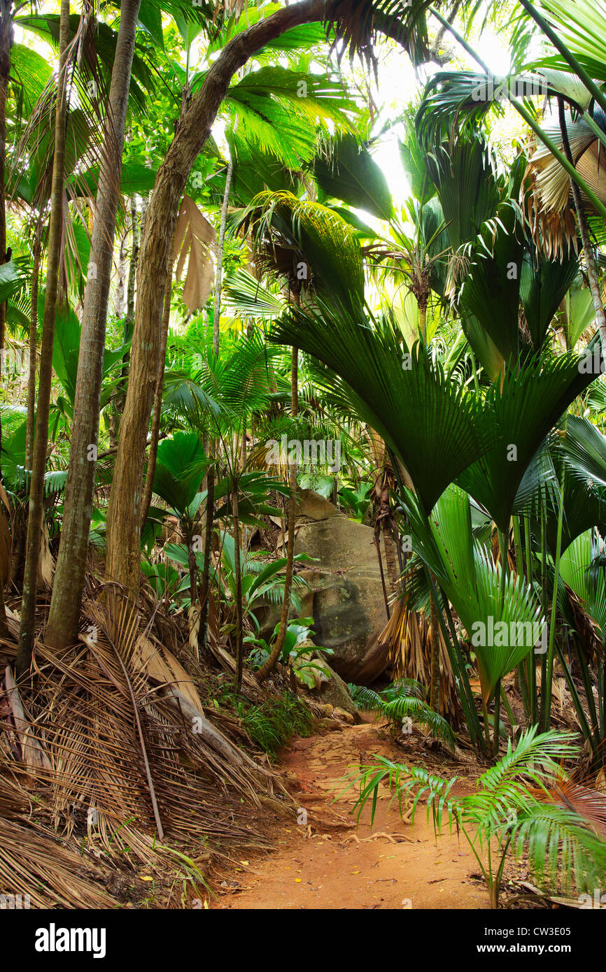 Vallée De Mai palm forest in Praslin.Seychelles Stock Photo