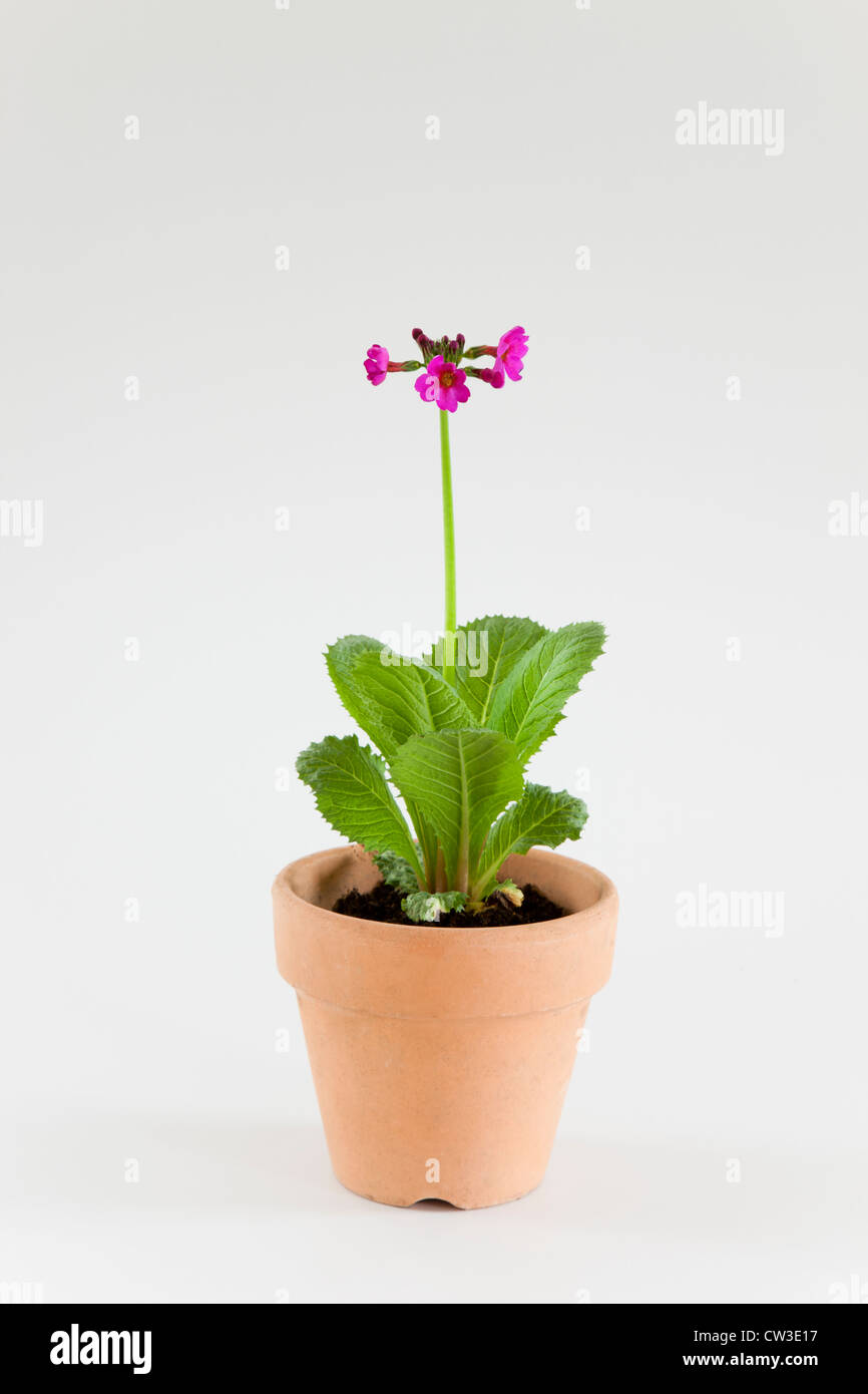 Young potted dark pink flower Stock Photo