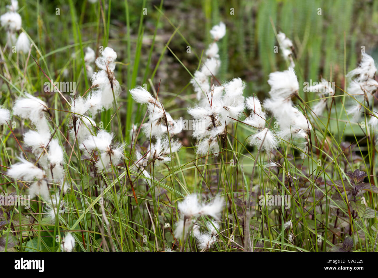 Common Cotton-Grass - Eriophorum angustifolium Stock Photo