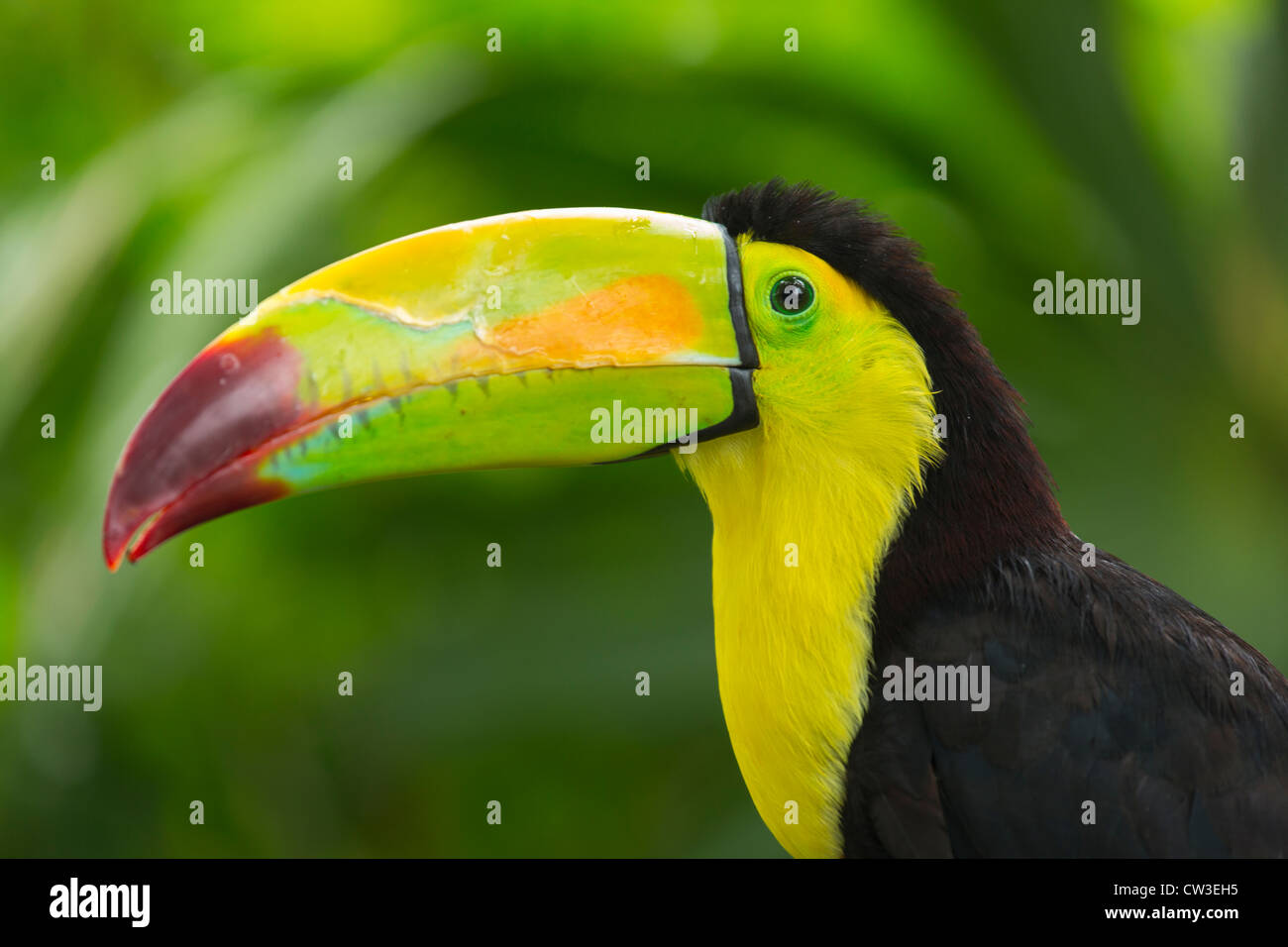 Keel-billed Toucan Stock Photo