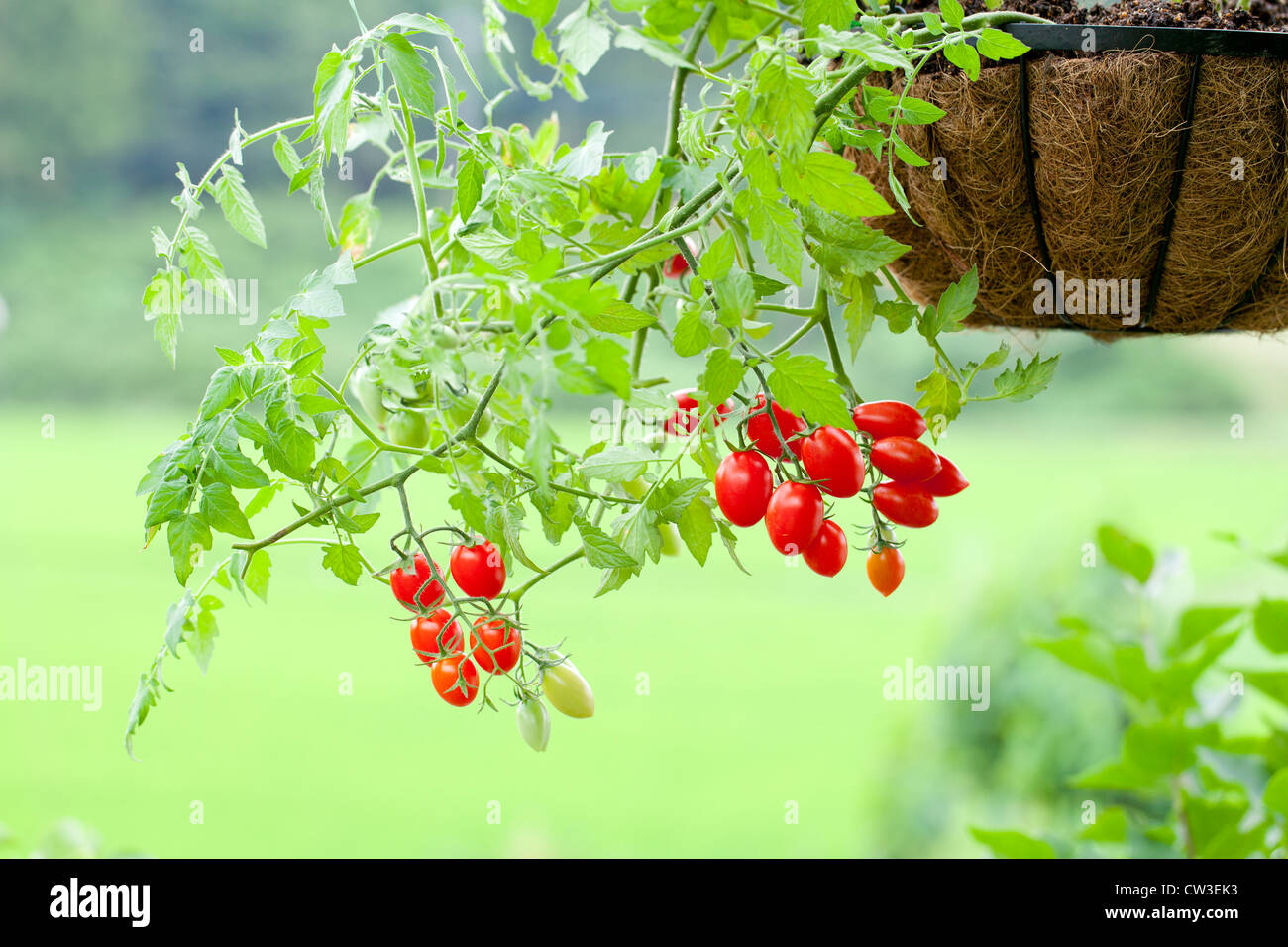 Cherry Tomatoes Stock Photo