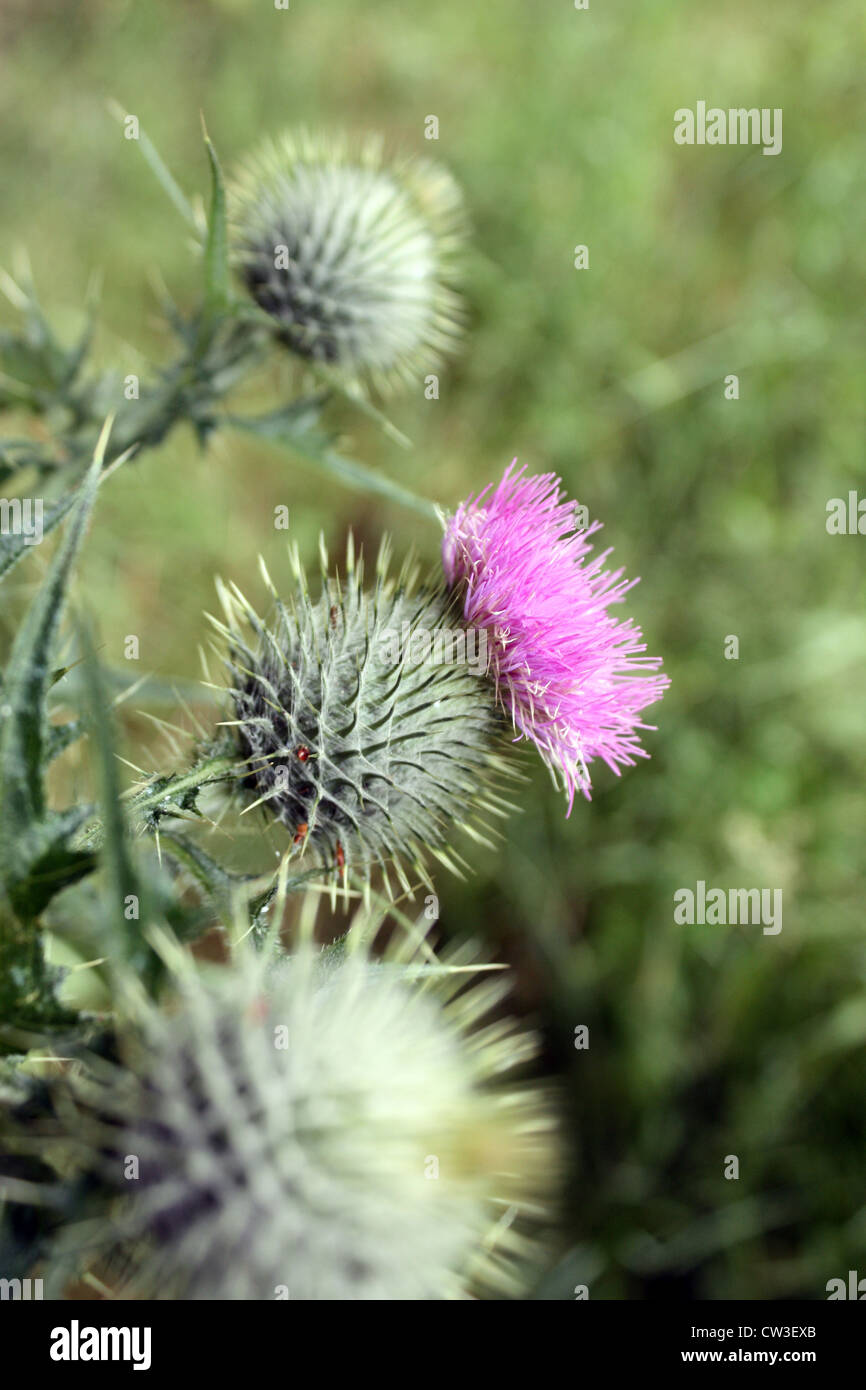Wild thistles growing near the ruins of Guisachan House near Home Falls