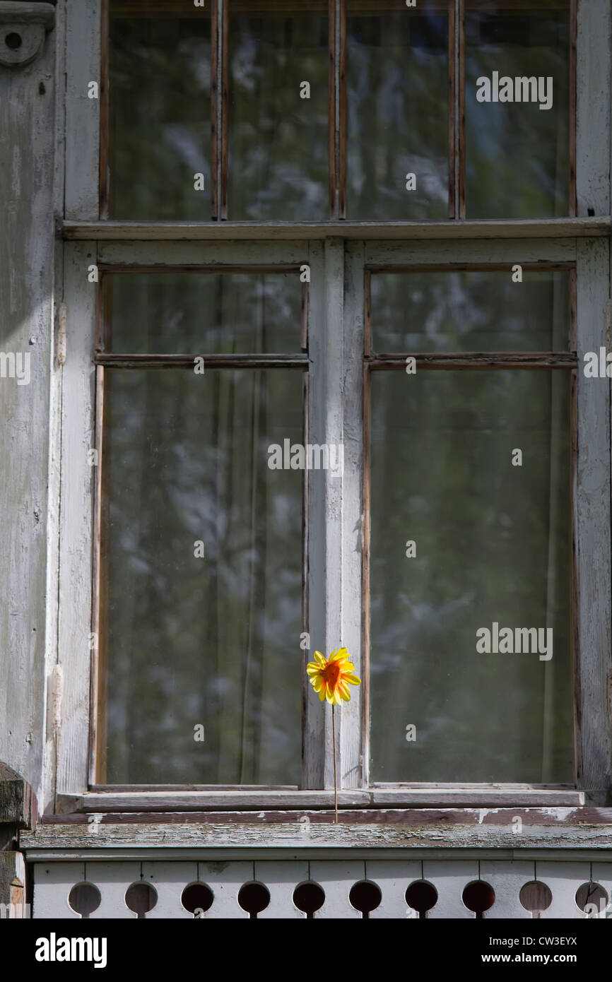 Floret on the Window in old House Stock Photo