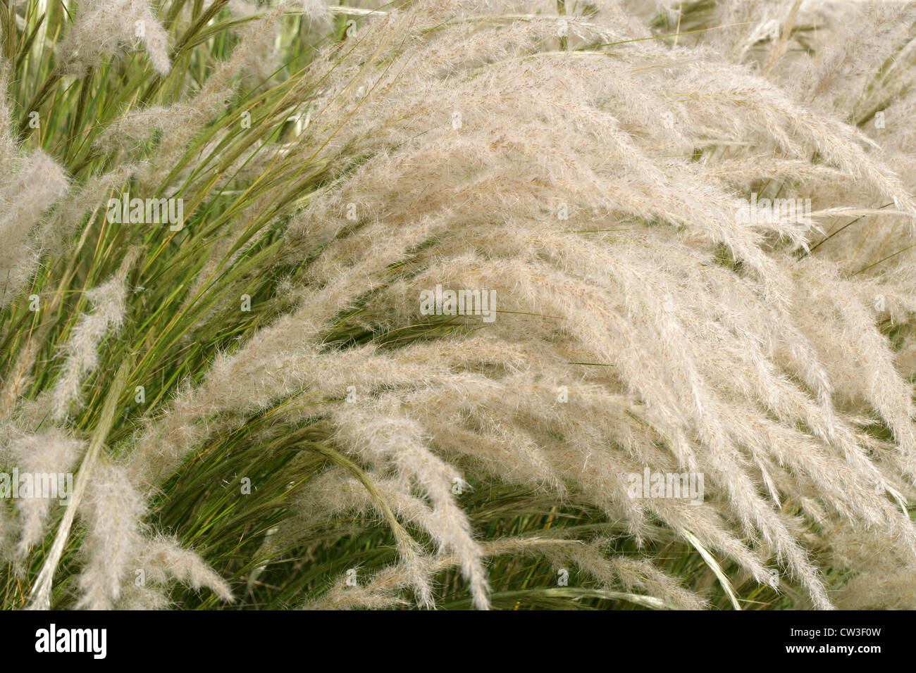 Peruvian Feathergrass, Stipa ichu (Jarava ichu), Poaceae. South and Central Americas, Mexico. Stock Photo
