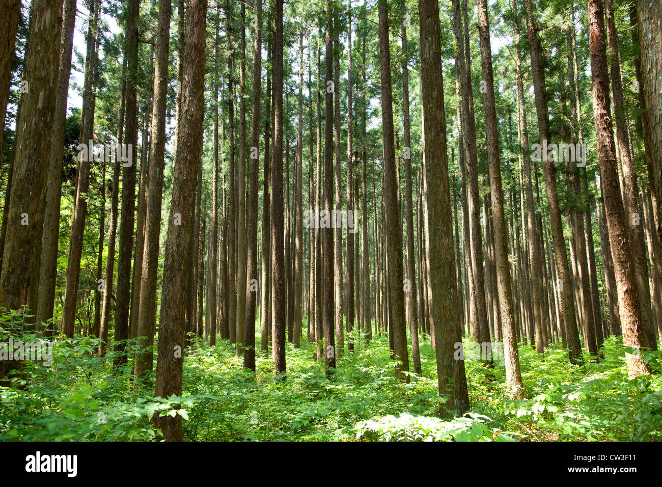 Cedar forest Stock Photo
