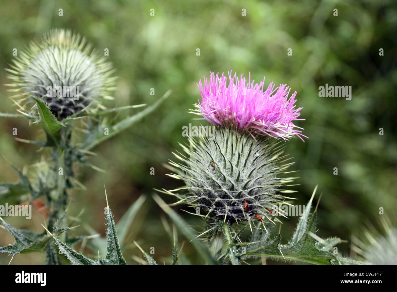 Close up of a Thistle, Scotland's national flower in Tomich in the Scottish Highlands. Stock Photo