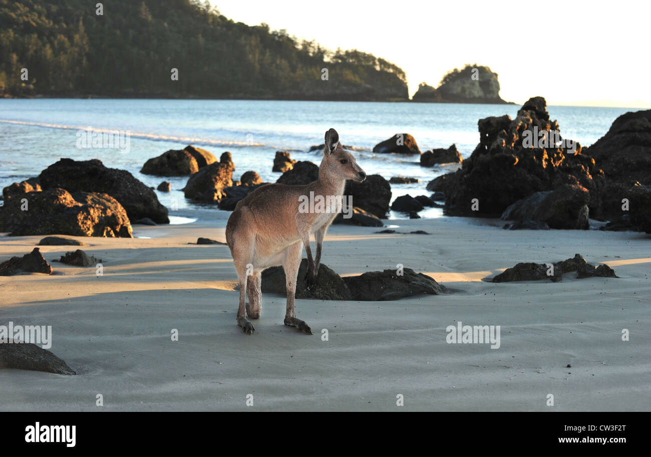 australian eastern grey kangaroo on beach, cape hillsborough, mackay , north queensland. exotic mammal kangaroo similar wallaby Stock Photo