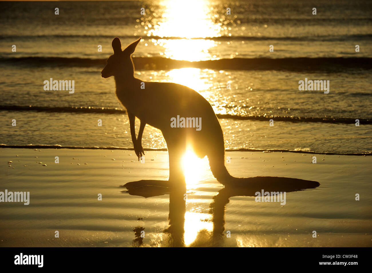 silhouette australian eastern grey kangaroo on beach at sunrise, cape hillsborough, mackay, north queensland, australia Stock Photo