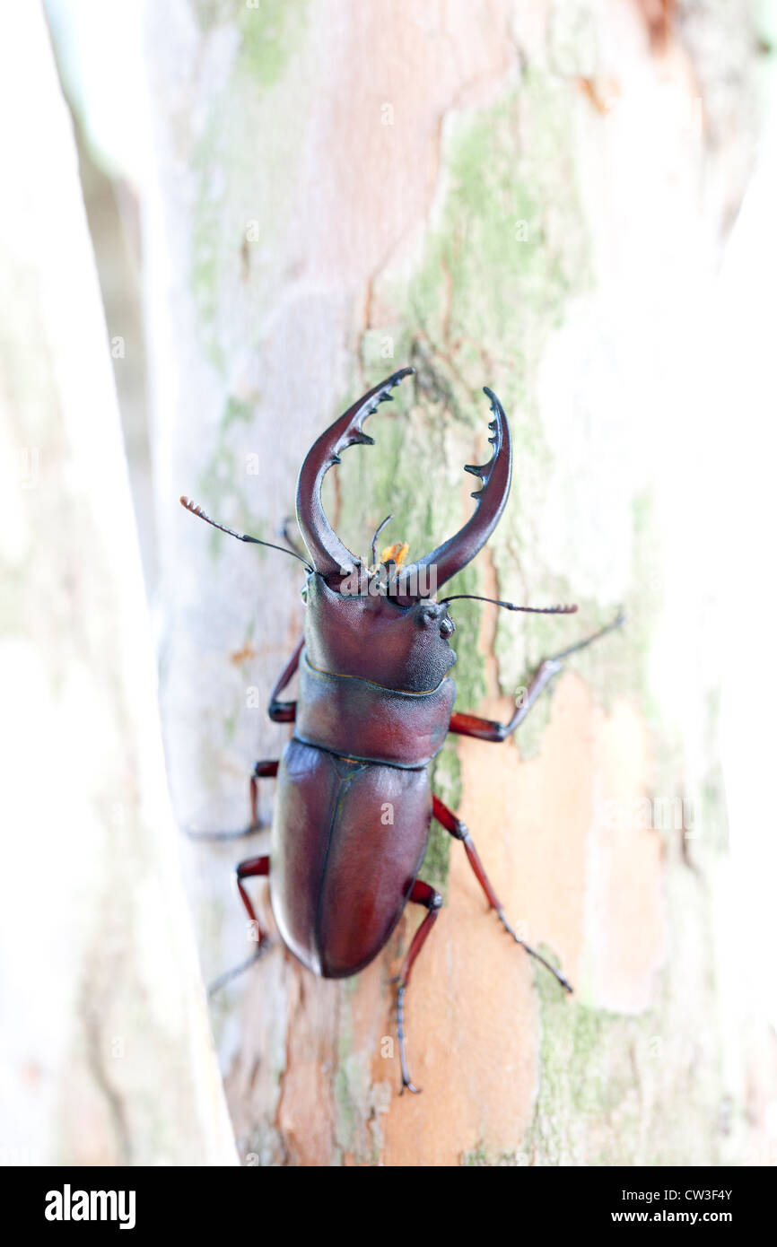Stag beetle on a branch Stock Photo