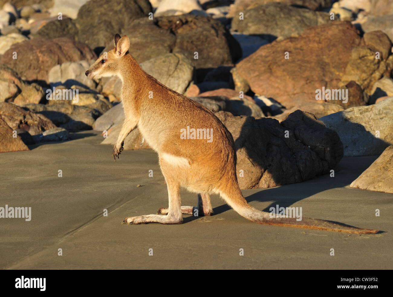 Australian agile wallaby on beach, cape hillsborough, mackay,north queensland. small exotic mammal kangaroo tropical sandy beach Stock Photo