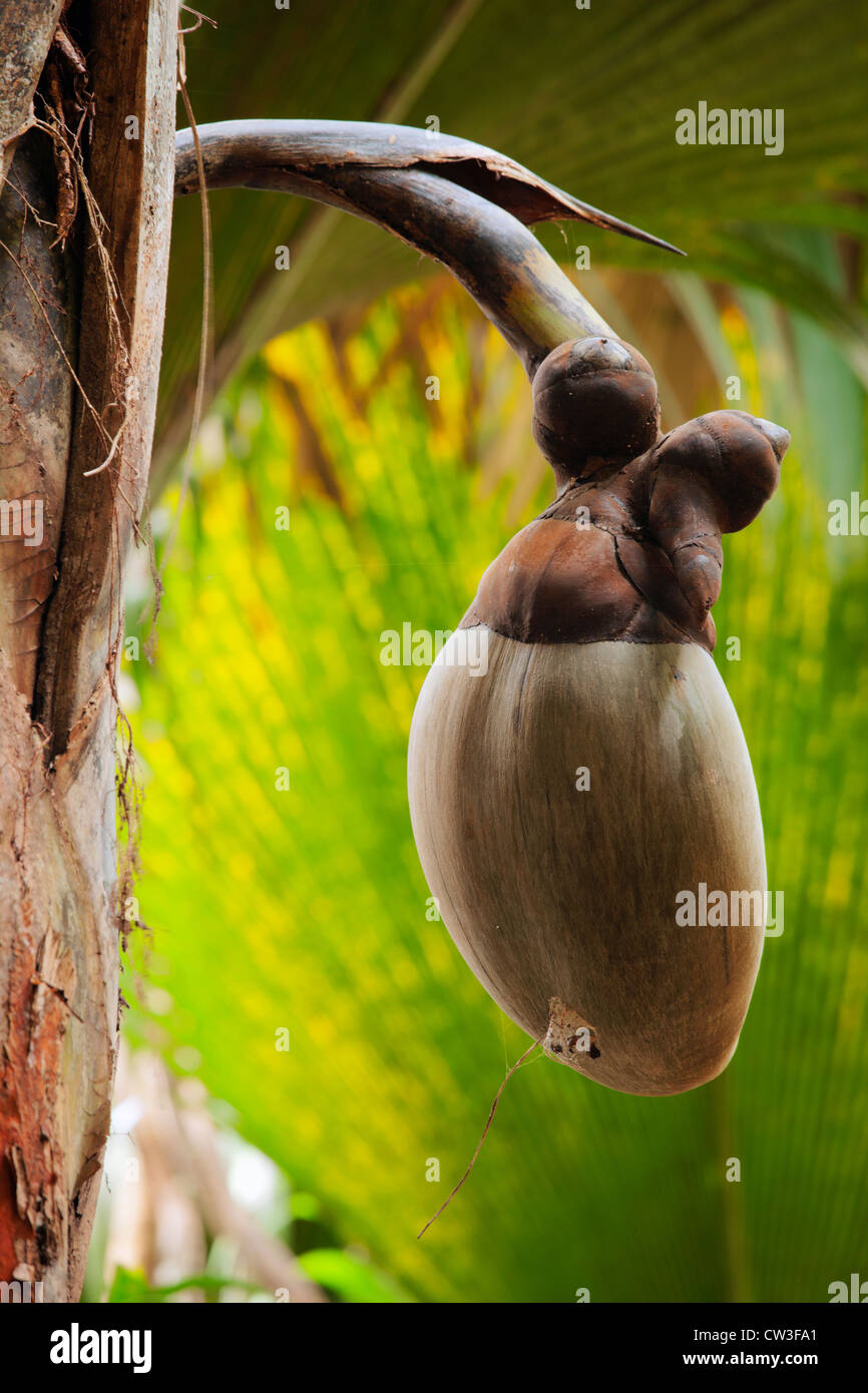 Female Coco de Mer Palm(Lodoicea maldivica).Praslin.Seychelles Stock Photo