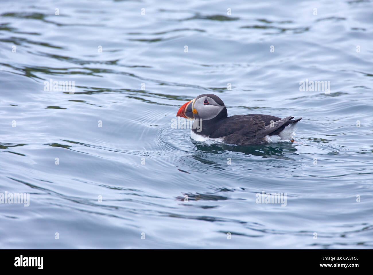 Atlantic Puffin, Fratercula arctica, on sea near Skomer Island,  Pembrokeshire National Park, Wales, Cymru, United Kingdom, UK, Stock Photo