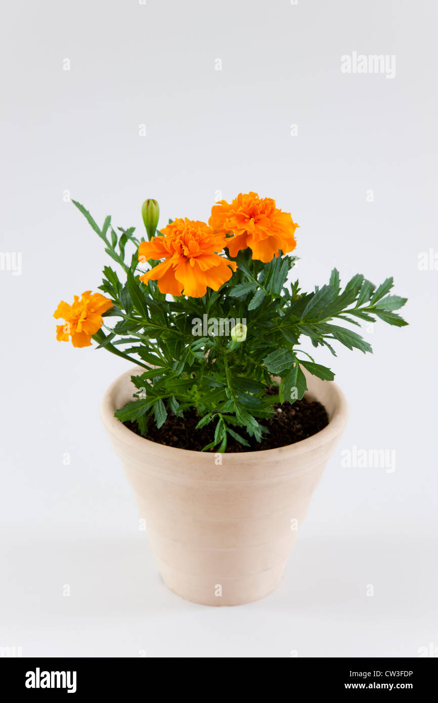 Potted marigold Stock Photo