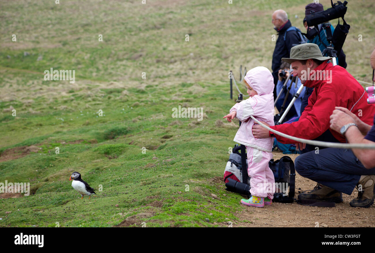 Baby girl and father watching Atlantic Puffin on Skomer Island, Pembrokeshire National Park, Wales, Cymru, United Kingdom, UK Stock Photo