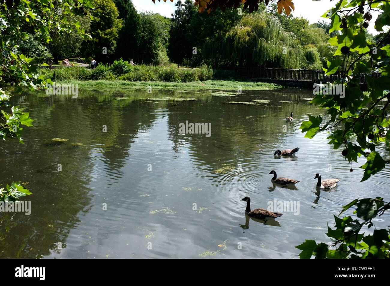 the lake priory gardens orpington town kent uk 2012 Stock Photo Alamy