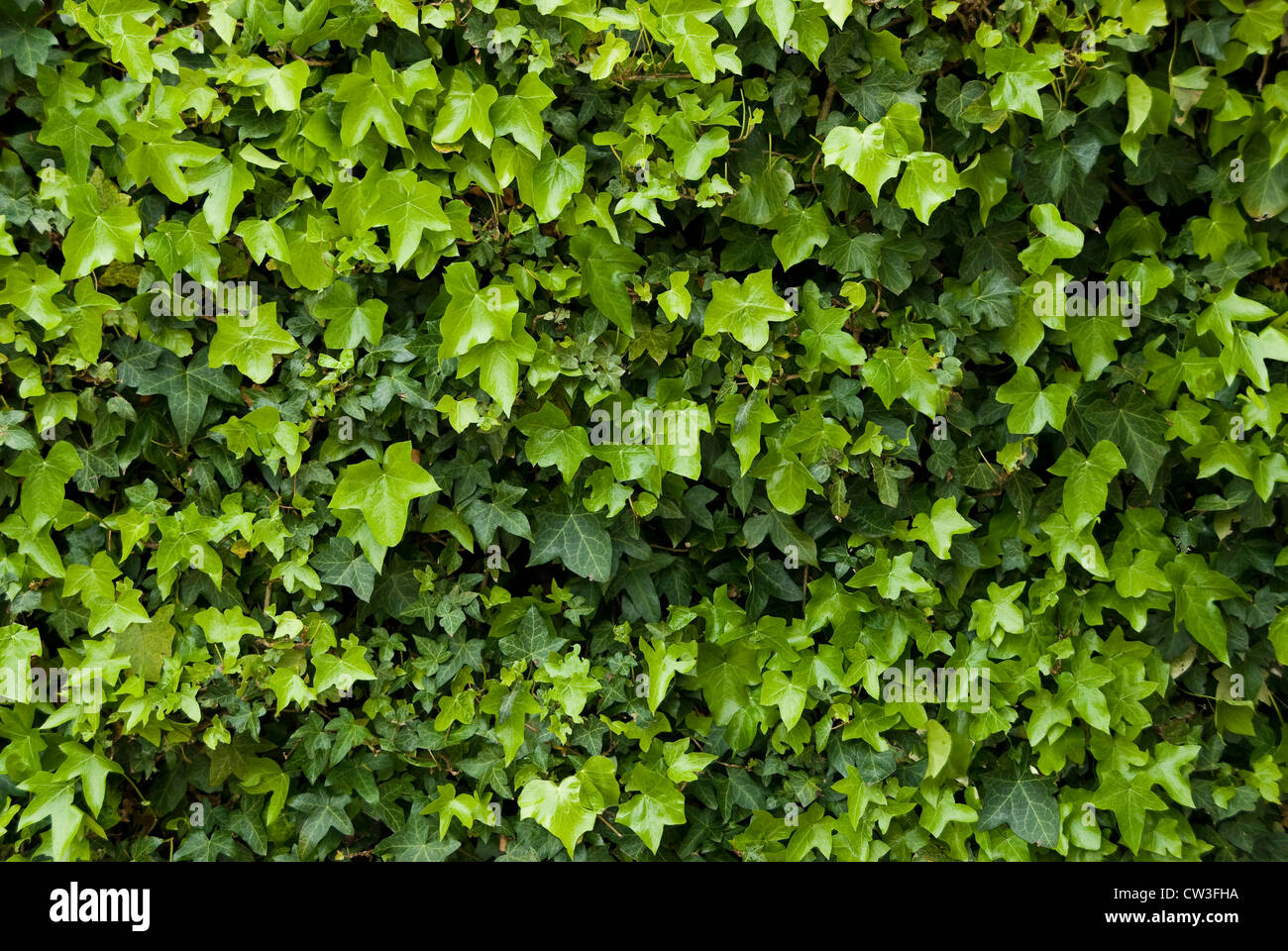 Common ivy. Hedera helix, Background. Stock Photo