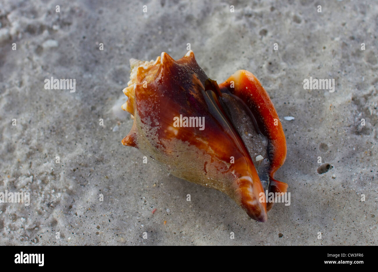 fighting conch seashell on a beach in Clearwater Florida Strombus pugilis Stock Photo