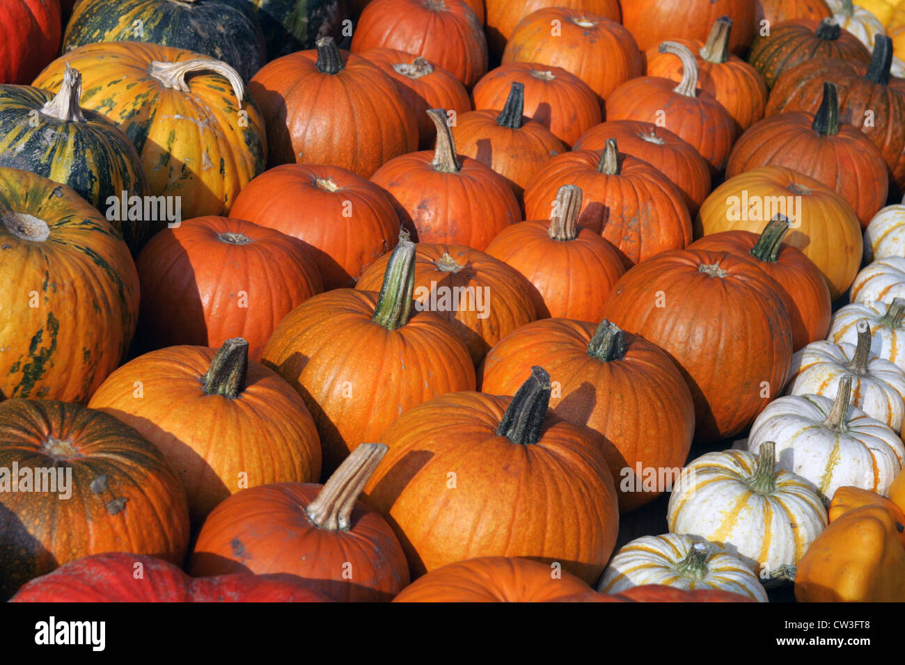 Berlin, arranged decorative pumpkins Stock Photo