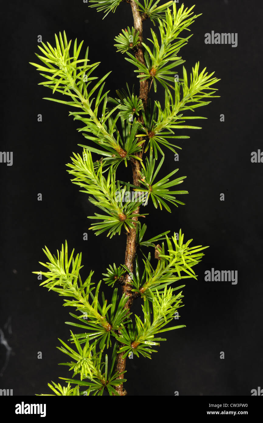 Young needle foliage on larch (Larix decidua) Stock Photo