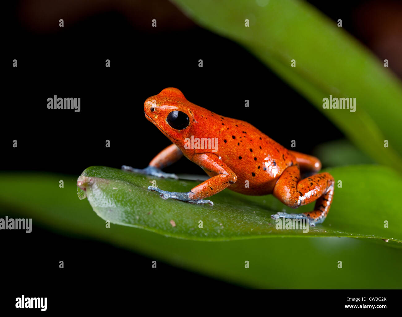 red frog poison dart frog from tropical rain forest in Costa Rica and Panama Oophaga pumilio Stock Photo