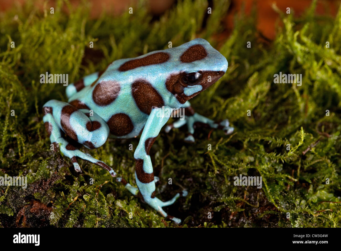 frog of tropical rainforest Stock Photo - Alamy