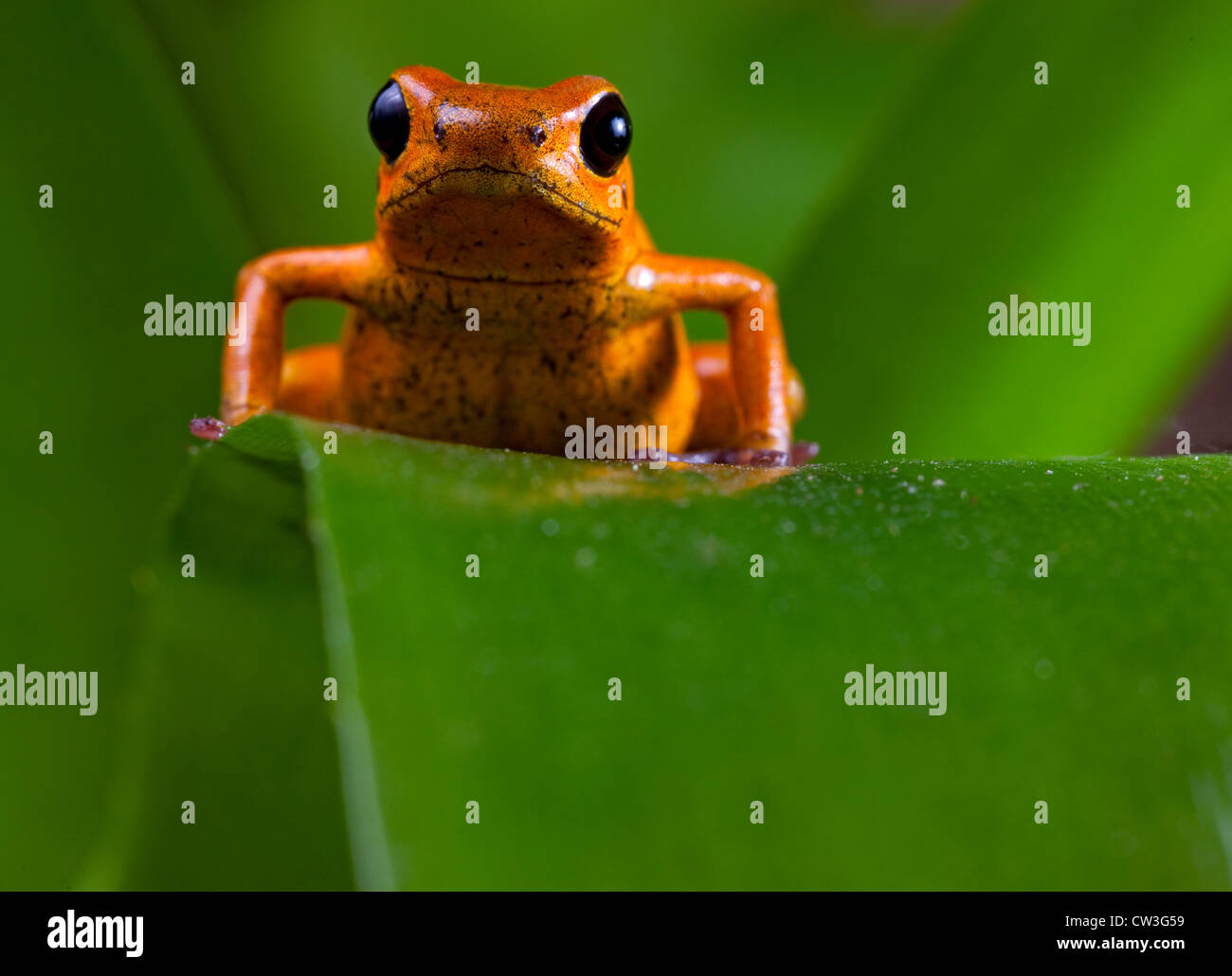 Poison frog of tropical rainforest in Panama and osta Rica Stock Photo