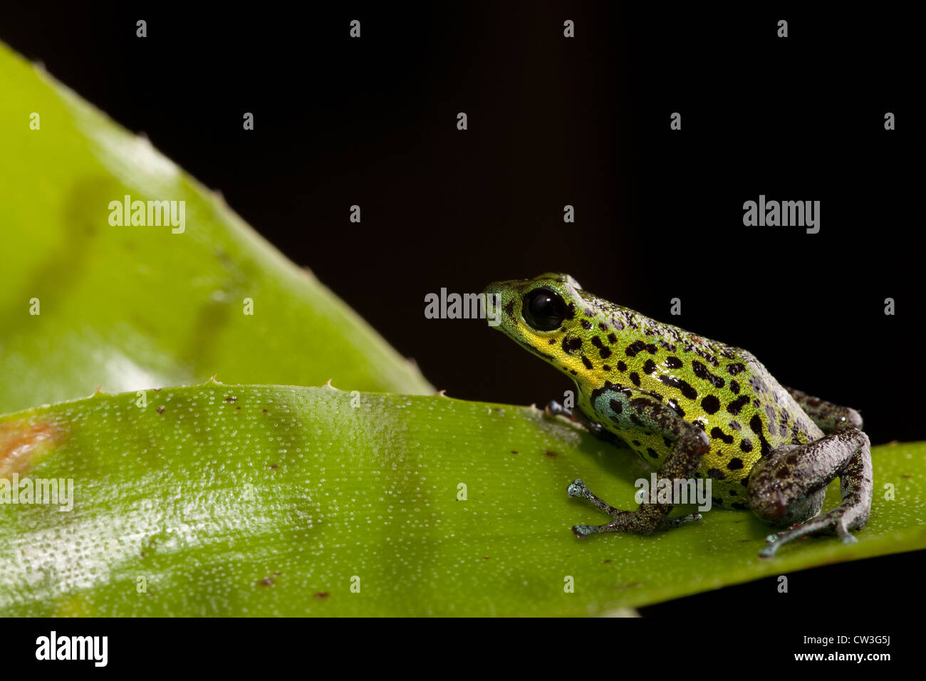 rainforest animal poison dart frog of tropical rain forest jungle in Panama Stock Photo