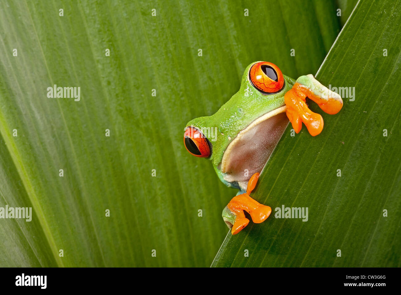 tree frog between leafs in tropical rain forest of Costa Rica Stock Photo