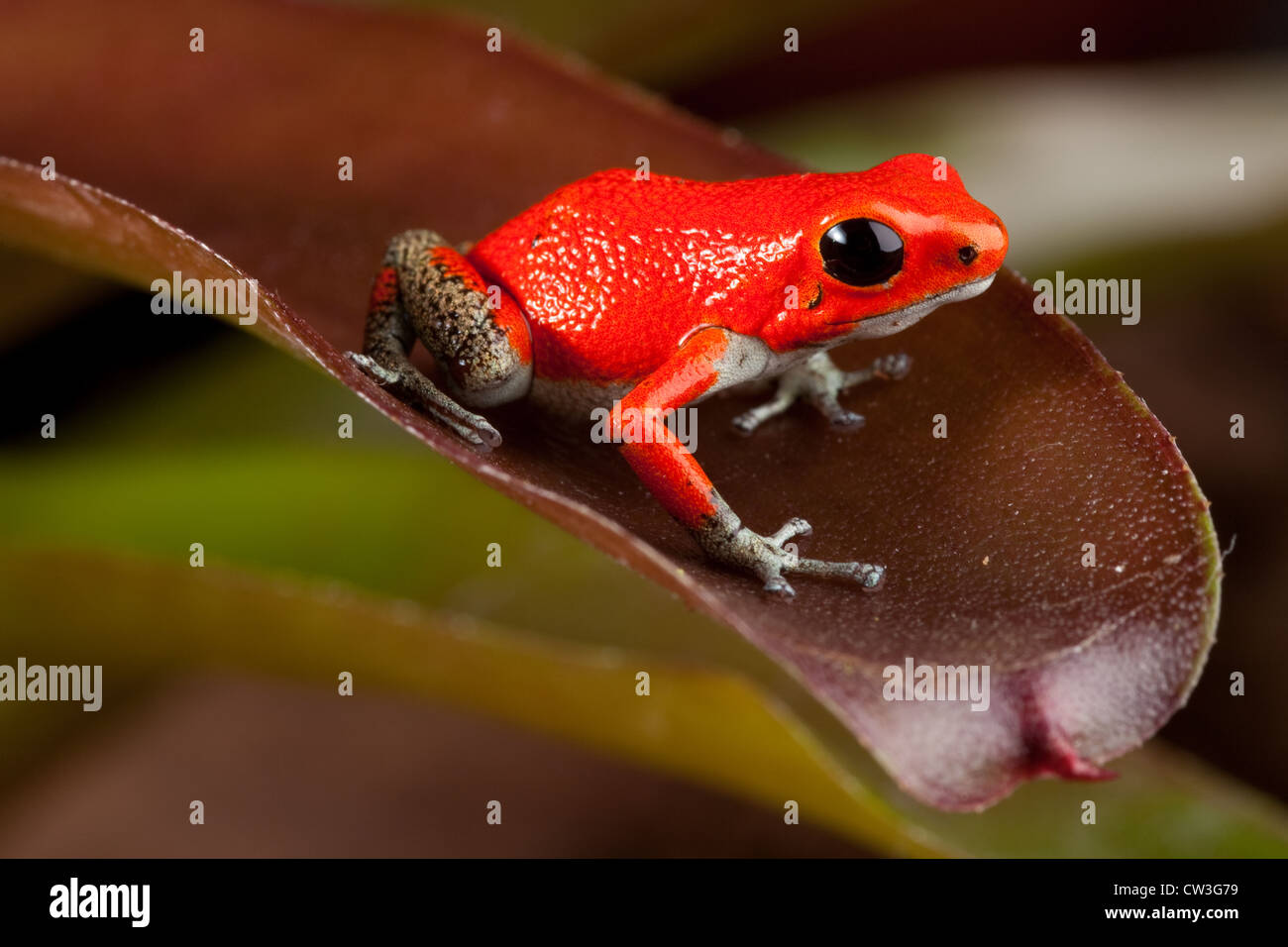 red frog, oophaga pumiio or strawberry poison dart frog of Panama and Costa Rica Stock Photo