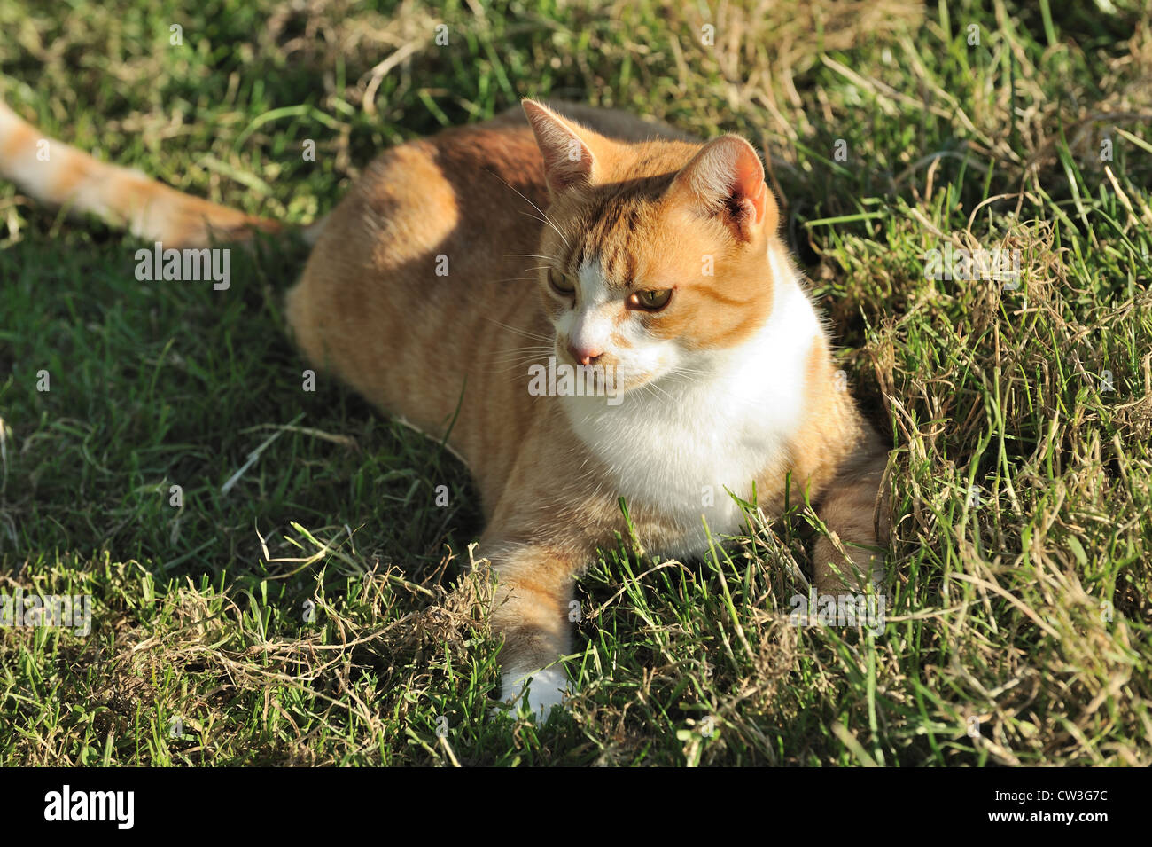 A ginger cat with a white "bib" lying on grass Stock Photo