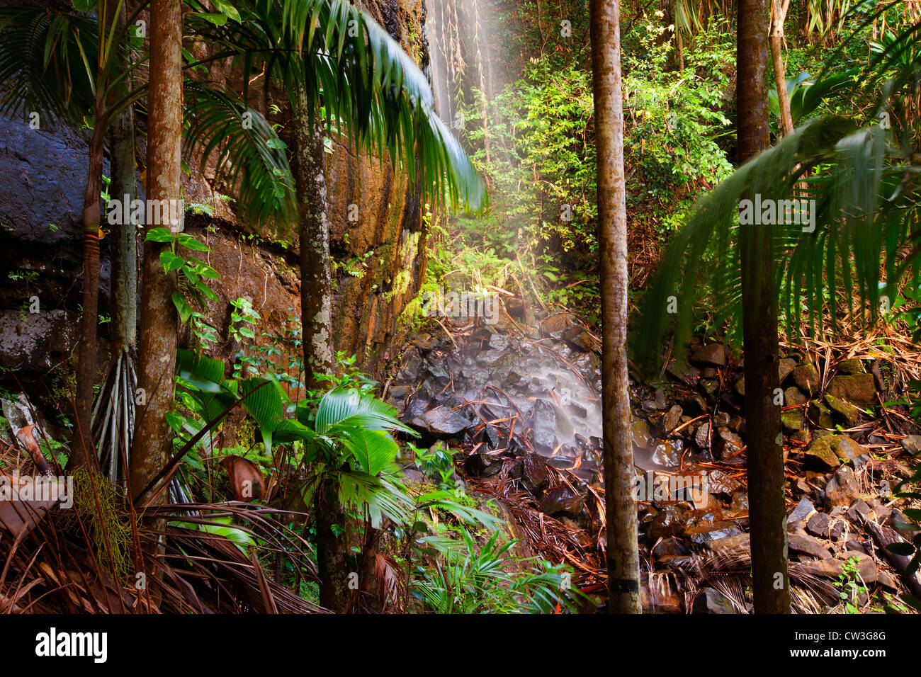 Waterfall in the Vallée De Mai palm forest in Praslin.Seychelles Stock Photo