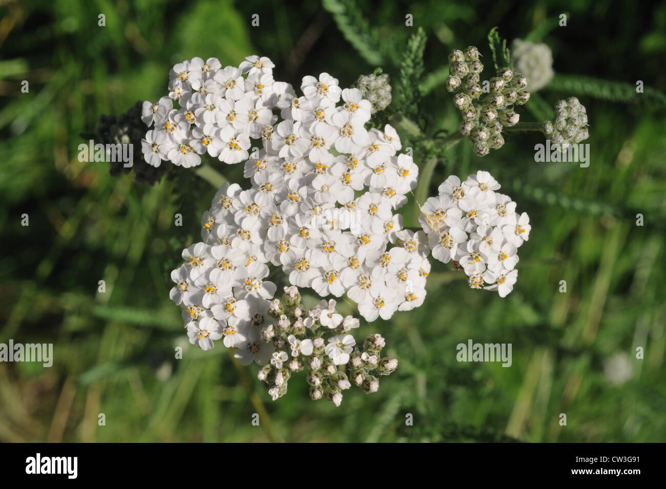 Yarrow (Achillea millefolium) flower Stock Photo