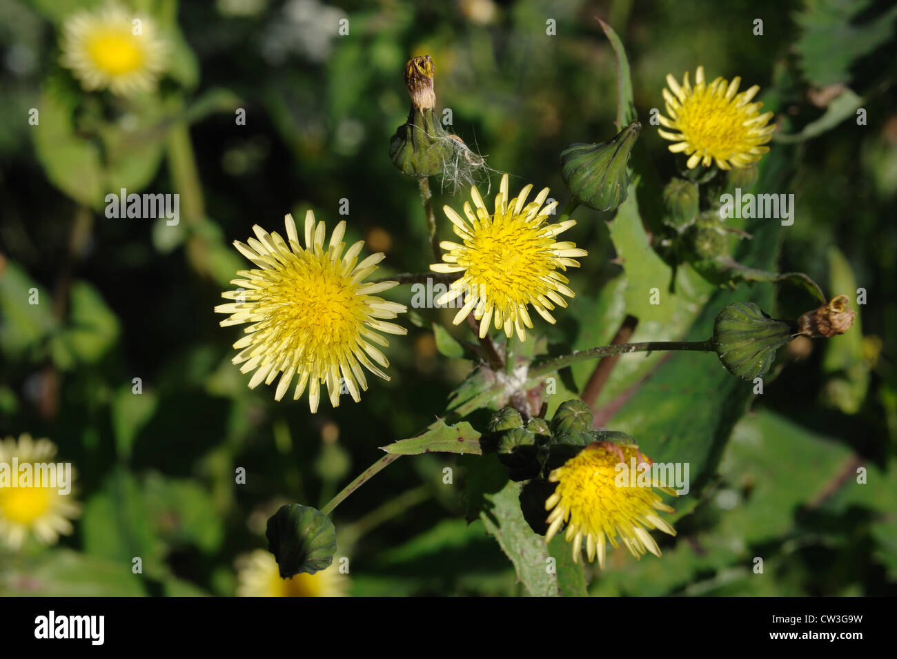 Smooth sow-thistle (Sonchus oleraceus) flowers Stock Photo