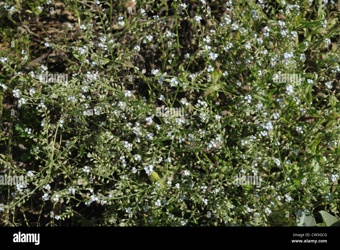 Forget me not (Myosotis arvensis) clump of flowering plants Stock Photo