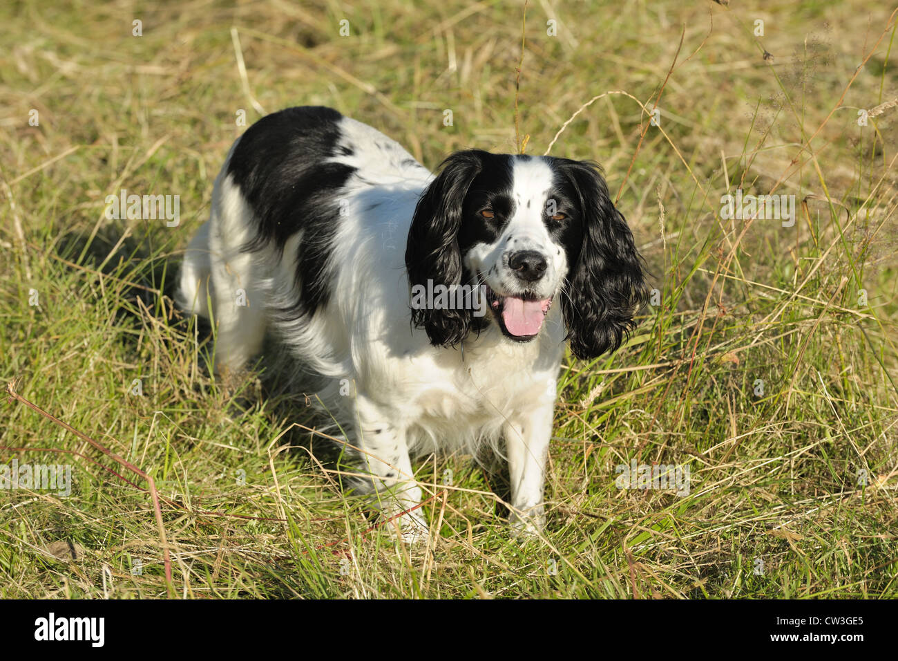 black and white working cocker spaniel