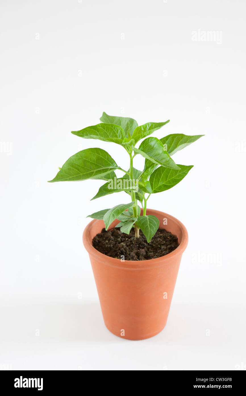 Potted Red Chili Pepper Stock Photo