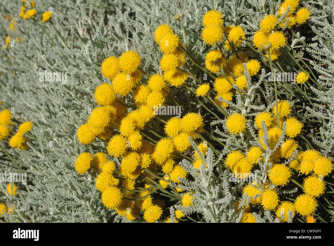 Cotton lavender (Santolina chamaecyparissus) low shrubby hedge in flower Stock Photo