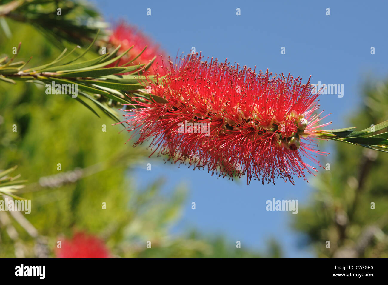 Australian bottle brush (Callistemon rigidus) flowers Stock Photo