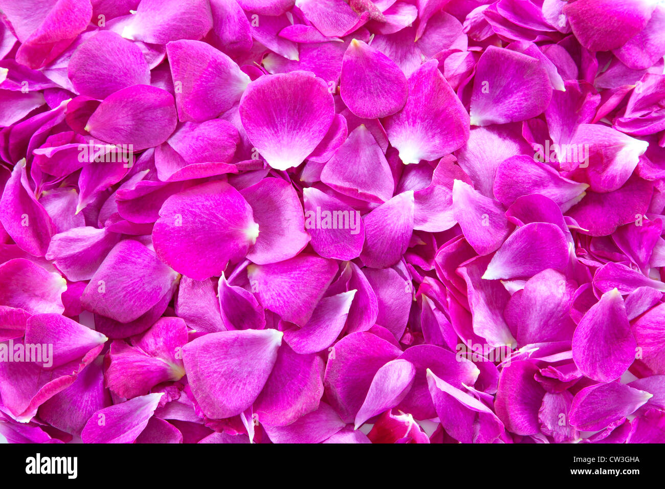 Petal of roses Stock Photo