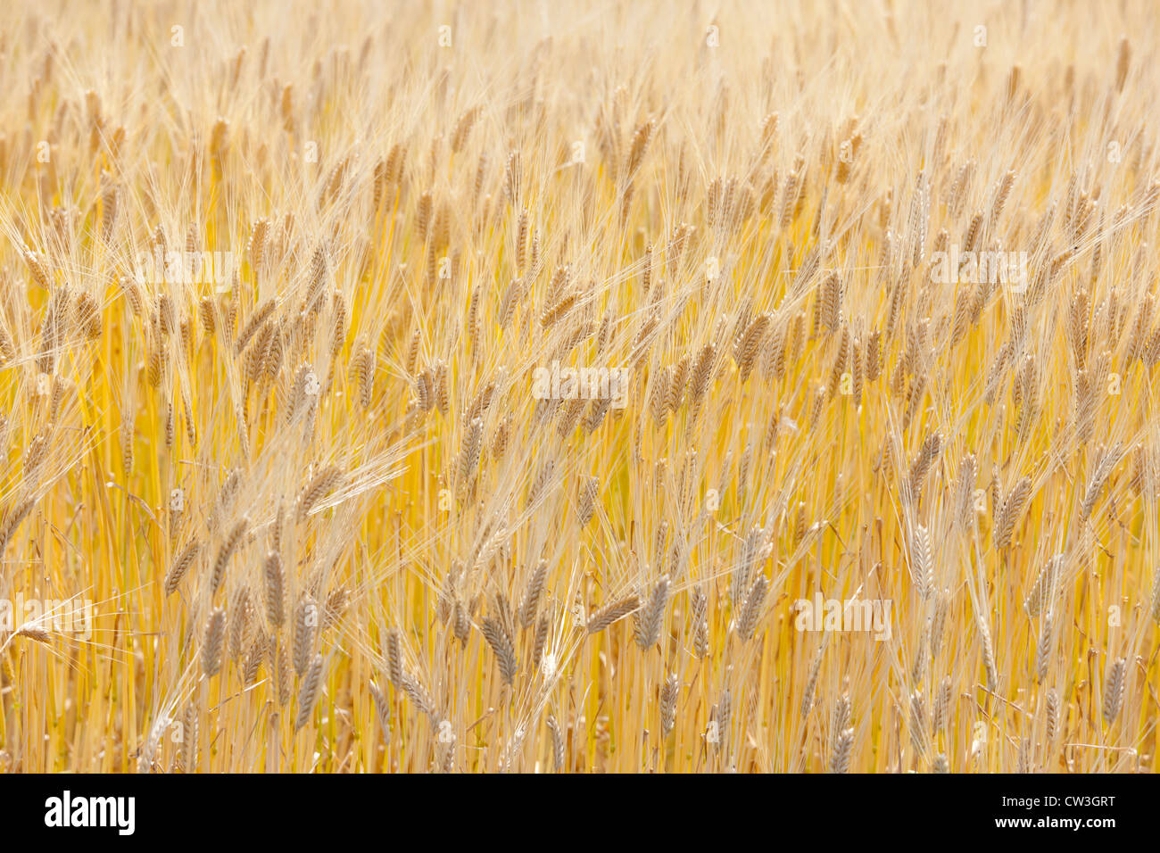 Barley field Stock Photo