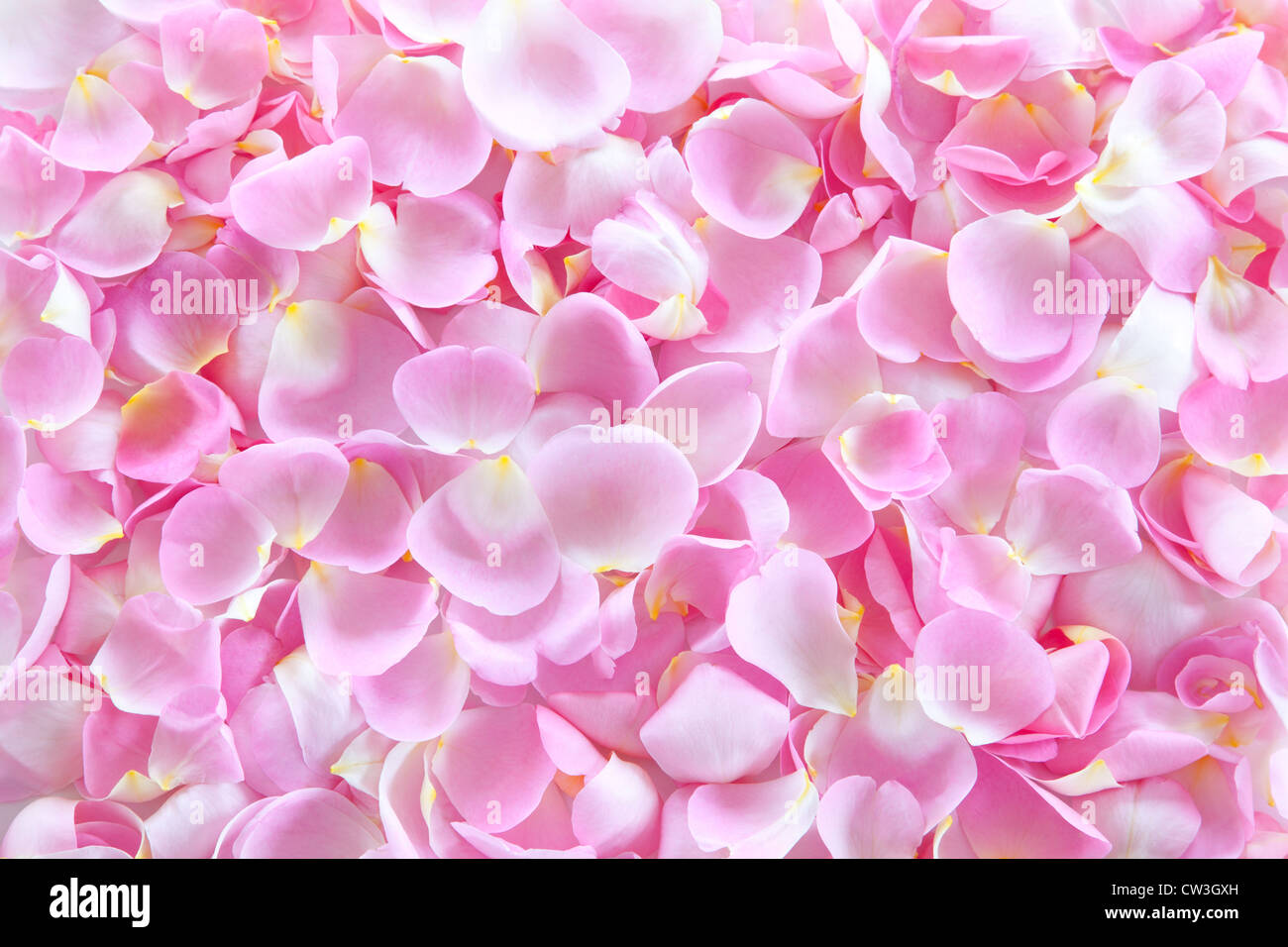 Petal of roses Stock Photo