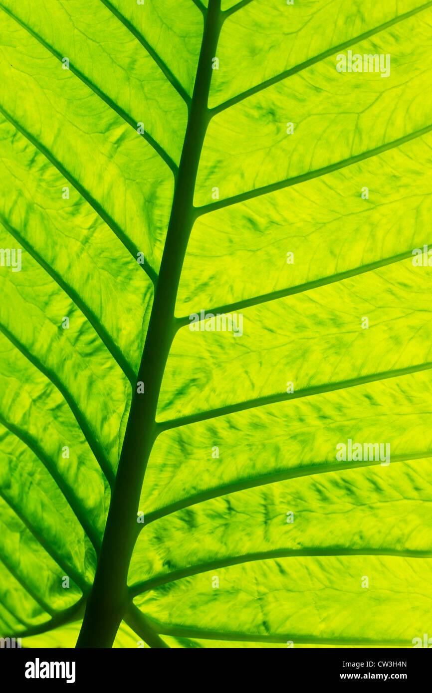 close-up of green leaf Stock Photo